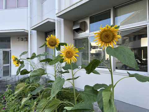 ひまわり
