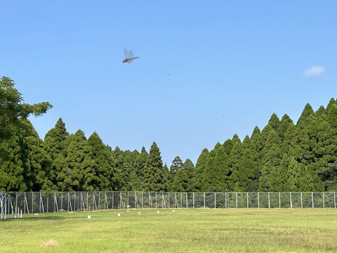 赤とんぼ１