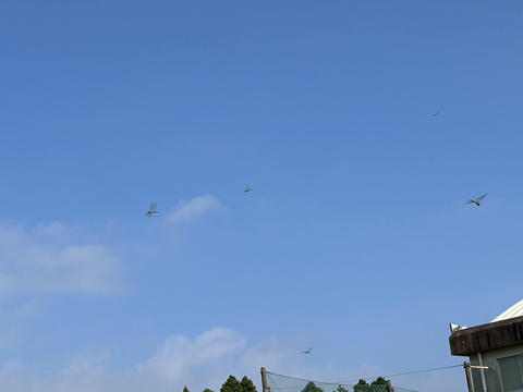 赤とんぼ３